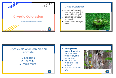 Single Day Lesson- Cryptic Coloration Lesson